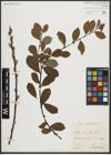 Foto von Salix aurita L.